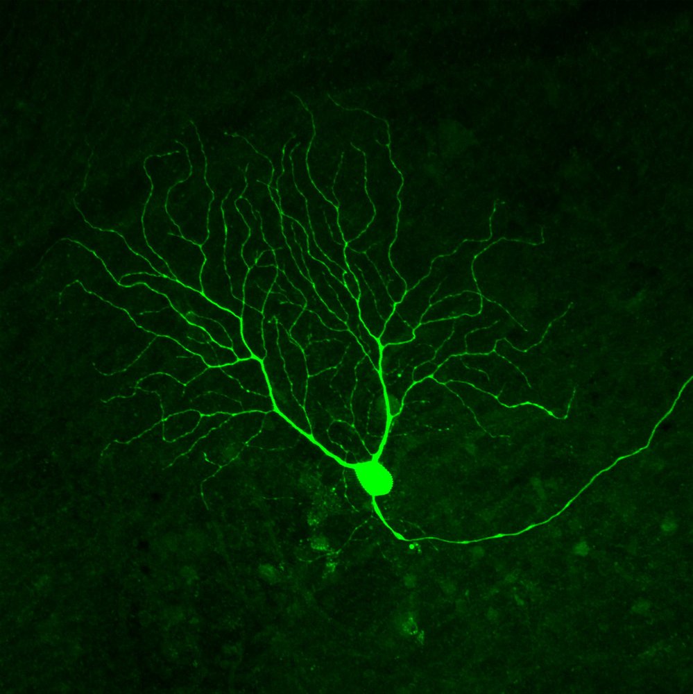 Struktur eines Neurons 